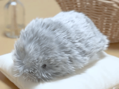 お目目ぱっちりもふのすけ